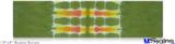 12x3 Bumper Sticker (Permanent) - Tie Dye Spine 101